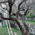 A Capri olivicoltori a lezione di potatura [FOTO]