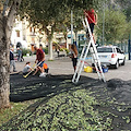 A Minori gli Scout raccolgono le olive sul lungomare, il sindaco Reale: «Esempio di civismo e tutela tradizioni» [FOTO]