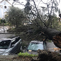 Agerola, vento forte abbatte albero a Campora e la gru in un albergo 