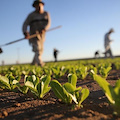 Agricoltura: Bandi PSR Regione Campania, positivi risultati CIA per la semplificazione