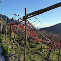 Agricoltura, Marzano (Confagricoltura Campania): «Consolidare la crescita con strumenti finanziari a supporto delle imprese»