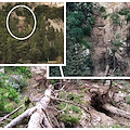 Amalfi, pericoloso smottamento nella pineta: alberi e materiale franoso sulla passeggiata Longfellow [FOTO]