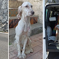 Amalfi, setter investita in strada. Messa in salvo dall’ENPA, non ha microchip: ora cerca una casa