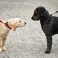 Atrani, 29 e 30 giugno iniziano i prelievi per l'identificazione genetica dei cani