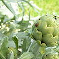 "Bianco Tanagro", dal 25 aprile torna il Festival del carciofo bianco ad Auletta