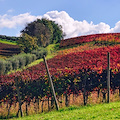 "Campania, paesaggio di…Vino", il premio fotografico in occasione del Vinitaly