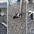 Cane abbandonato in spiaggia ad Amalfi, si rifocilla e scappa prima dell'arrivo della Polizia Municipale /foto