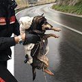 Cane investito a Tramonti, Carabinieri ed ENPA lo soccorrono