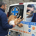 Cane investito a Tramonti dodici giorni fa, ENPA Costa d'Amalfi lo sottrae al canile di Cava de' Tirreni per curarlo