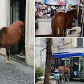 Cavallo entra in negozio e sale su un pullman: la scena insolita a Vietri sul Mare