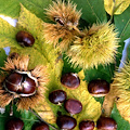 Coldiretti: autunno senza castagne, crollo del raccolto