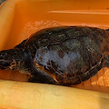 Conca dei Marini, tartaruga Caretta Caretta salvata dalla Guardia Costiera di Amalfi [FOTO]