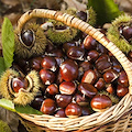 Confagricoltura Campania: produzione di castagne in ripresa, ora il rilancio