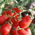 "Corbarino Tour" e la food experience che esaltano "Sua Maestà" il pomodorino