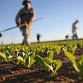 Coronavirus. Il bando start-up agricole ISMEA rinviato a luglio 2020