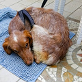 Cucciola di cane abbandonata sul Valico di Chiunzi: è pelle e ossa, cerca una famiglia che le dia amore