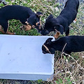 Cuccioli abbandonati in strada a Tramonti e messi in salvo dall'ENPA. Ora cercano casa