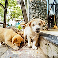 Cuccioli gettati nella Cavaiola: uno solo è salvo /foto 