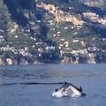 Delfini e un capodoglio a largo di Amalfi: lo spettacolo dei mammiferi acrobati ad ottobre /VIDEO