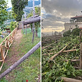 Ditta Mario D'Urzo: innovazione e tradizione per la cura dei giardini e dei limoneti /foto