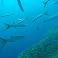 Dopo stop Covid torna il corso teorico-pratico di Biologia Marina dell'Amp Punta Campanella