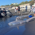 Due squali volpe spiaggiati a Torre del Greco: specie a rischio estinzione 