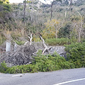 Folate di vento in Costiera, alberi abbattuti a Capo d'Orso [FOTO]