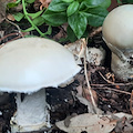 Funghi velenosi, quelli da non raccogliere assolutamente /foto