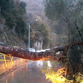 Furore: pino marittimo si abbatte sulla rotabile per Agerola, tragedia sfiorata [FOTO]