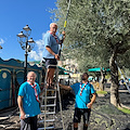 Gli Scout di Minori raccolgono le olive sul lungomare: solidarietà e cura della città