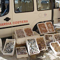 Guardia Costiera sequestra 30 kg di pescato in tre ristoranti a Conca dei Marini