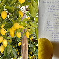 Il giardino di limoni come rifugio di pace nei versi di Raffaela Amato