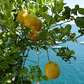 La Regione Campania a fianco dei limoneti della Costiera Amalfitana: al via i contributi per la tutela della produzione agrumicola di qualità