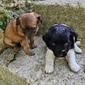 Lieto fine a Minori: cucciole rinchiuse in un sacco e abbandonate trovano una nuova casa