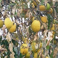 Limoni, Regione chiede 2,6 milioni al Governo per danni da gelate in Costiera Amalfitana