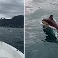 Lo spettacolo dei delfini che danzano nel mare della Costiera Amalfitana /VIDEO