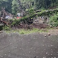 Maltempo in Costa d'Amalfi, a Maiori albero si abbatte sulla Statale all'altezza del cimitero / FOTO 