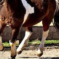 Mia figlia colpita da un cavallo all’Avvocata