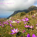 Monti Lattari, colonia di fiori di zafferano affascina i podisti del Positano Beach Trail [FOTO]