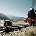 Mucca sui binari Vietri-Salerno centrata da un treno