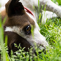 Orrore ad Agerola: in un momento di rabbia uccide il cane a coltellate