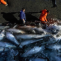 Pesca tonno rosso: Iannuzzi propone aumento delle quote, ok dalla Camera