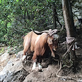 Pestaggio a pastore di Ravello, trovato e sequestrato il “becco della discordia”. Animale aggressivo [FOTO]