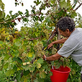 Procida “battezza” Starza: è il primo vino Dop dell’isola