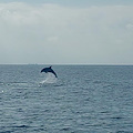 Punta Campanella, pescatori e operatori del mare a lezione di Dolphin watching