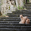 Ravello, al via sterilizzazione dei gatti randagi 