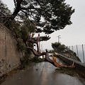 Ravello: albero si abbatte sulla strada, altra interruzione a Civita [FOTO]