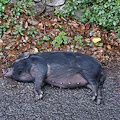 Ravello, cinghiale morto sul bordo della strada [FOTO]