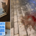 Ravello dice addio alla piccola Astra, la gattina mascotte di piazza Fontana Moresca