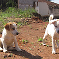 Ravello, Enza Dipino in carcere e suoi cani abbandonati. Prelevati da veterinari ASL